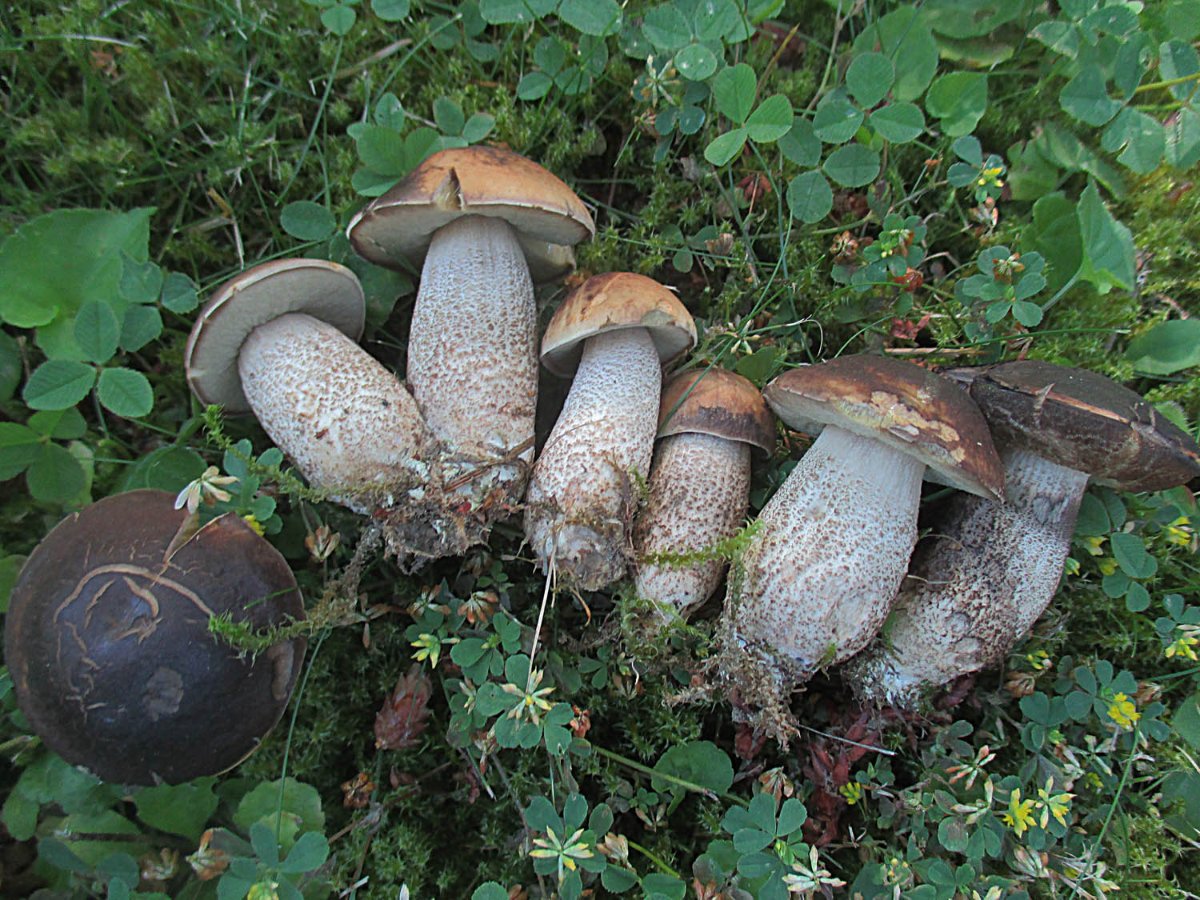 Leccinellum carpini - Hainbuchenraufuß1.jpg