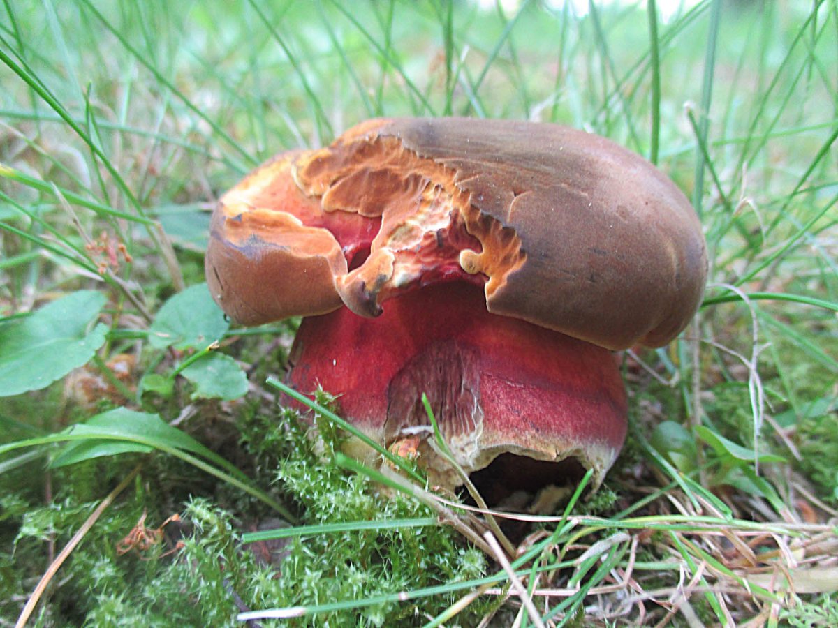 Neoboletus erythropus - Flockenstieliger Hexenpilz.jpg