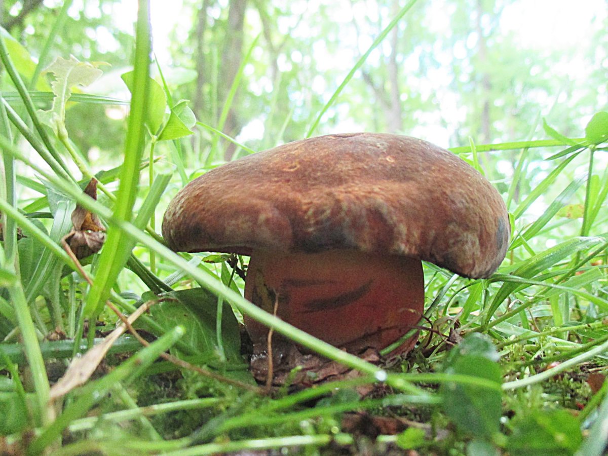 Neoboletus erythropus - Flockenstieliger Hexenpilz1.jpg