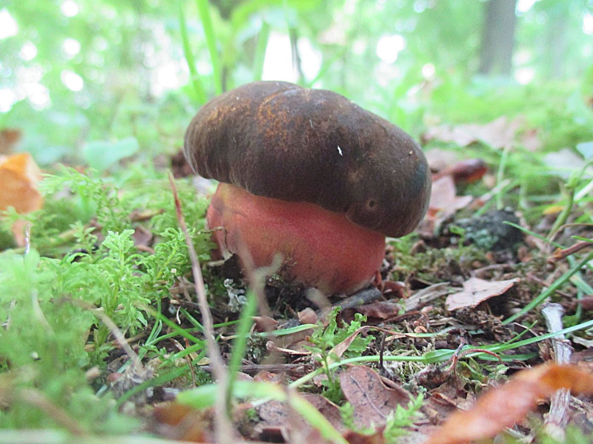 Neoboletus erythropus - Flockenstieliger Hexenpilz2.jpg