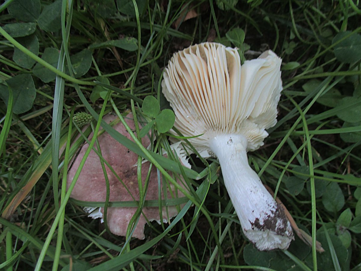 Russula graveolens - Fleischvioletter Heringstäubling.jpg