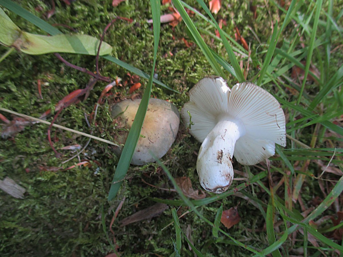 Russula ionochlora - Papageientäubling.jpg