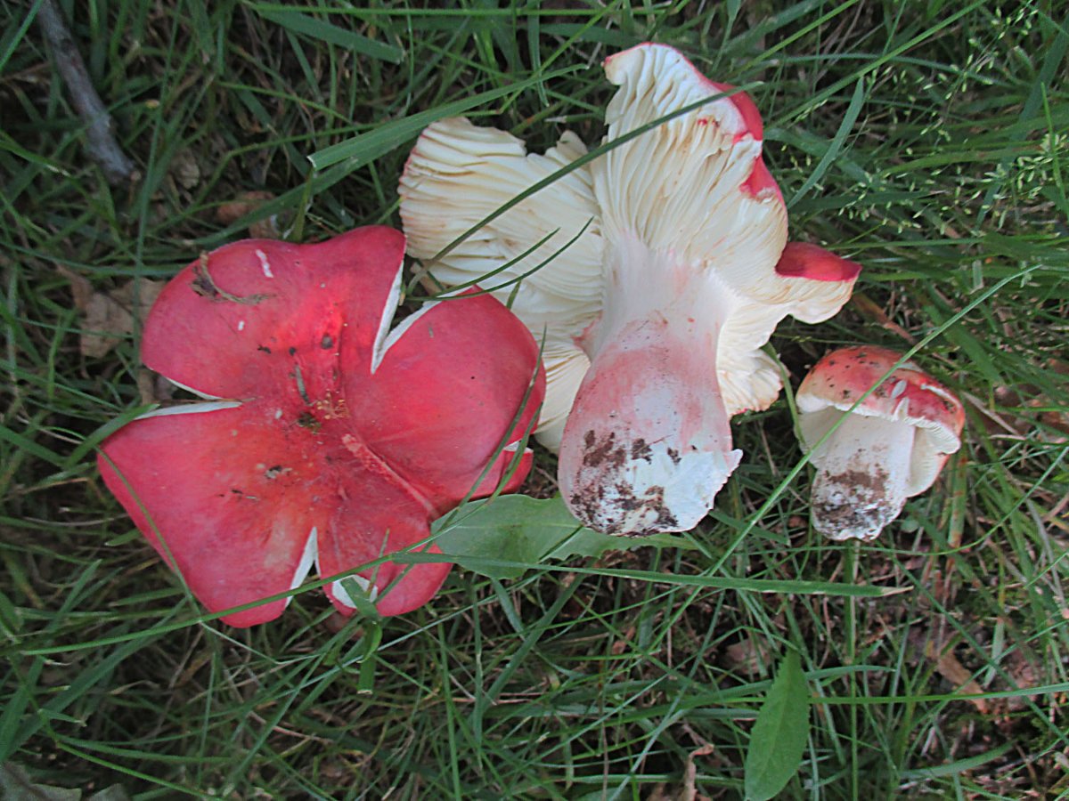 Russula rosea - Harter Zinnobertäubling.jpg