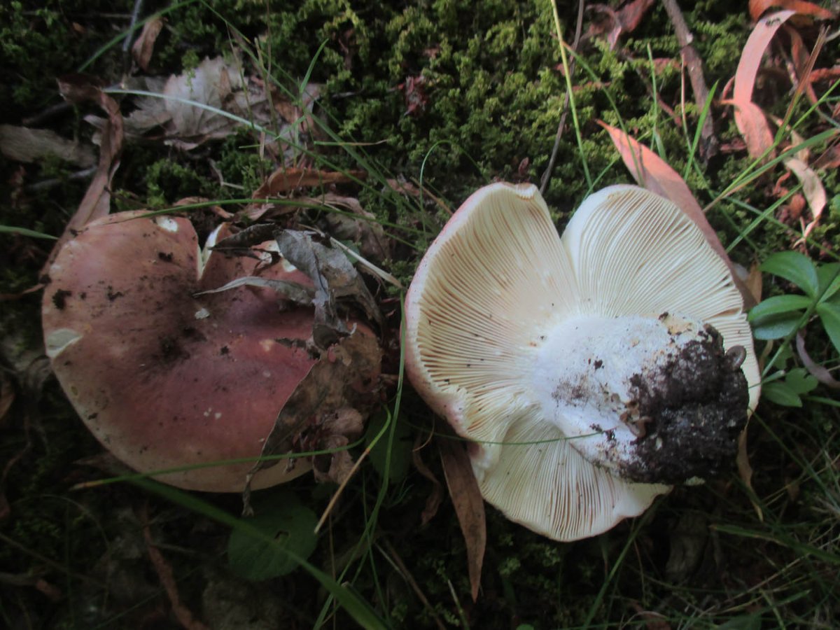 Russula vesca - Fleischroter Speisetäubling .jpg