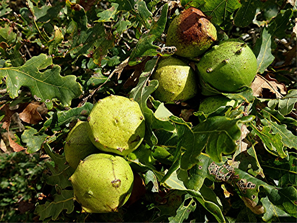 DSC02067 Ausschnitt, Heligkeit, Schärfe.JPG