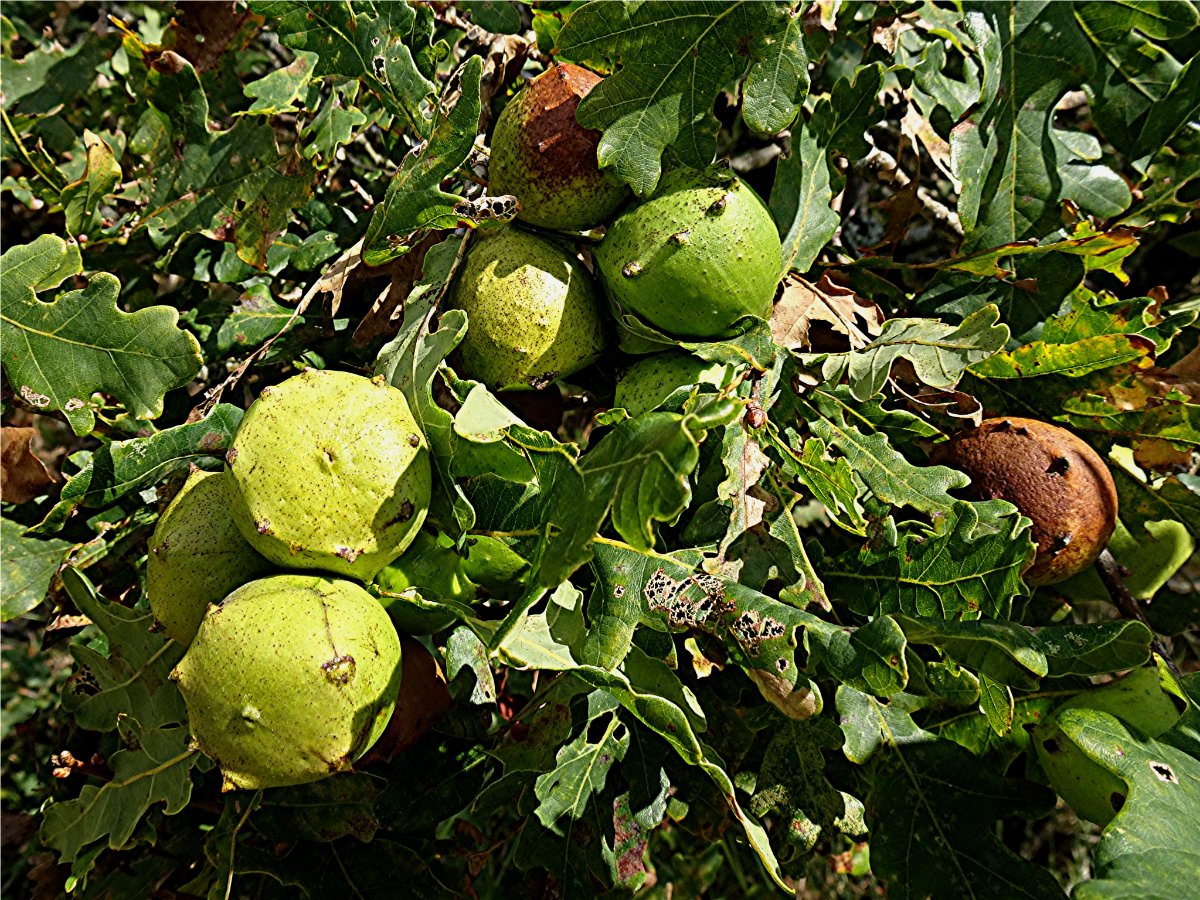 DSC02066 Ausschnitt, Helligkeit, Schärfe.JPG