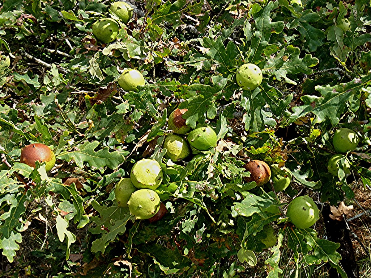 DSC02065 Ausschnitt, Helligkeit, Schärfe.JPG