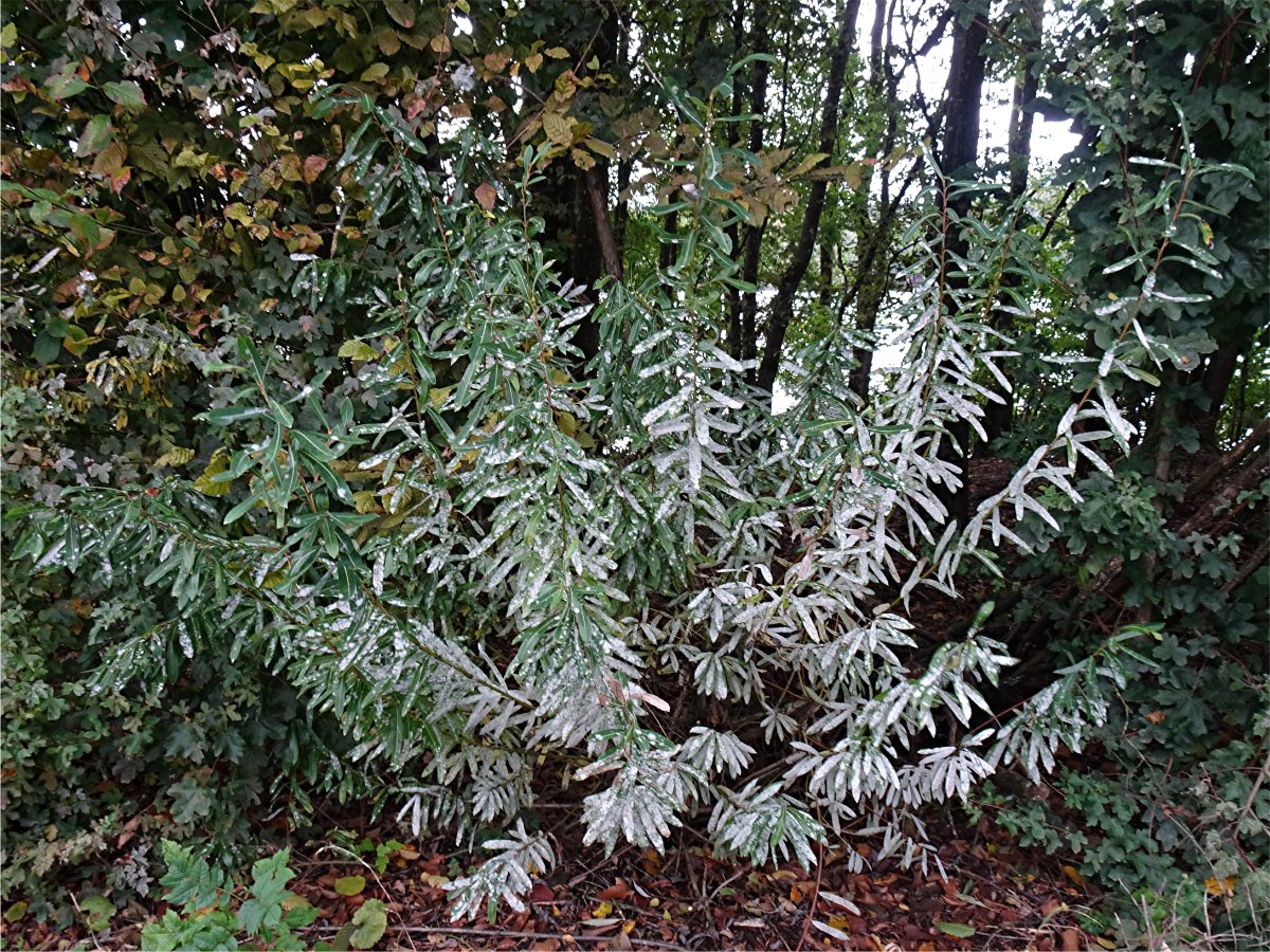 DSC02119 Ausschnitt, Schärfe.JPG