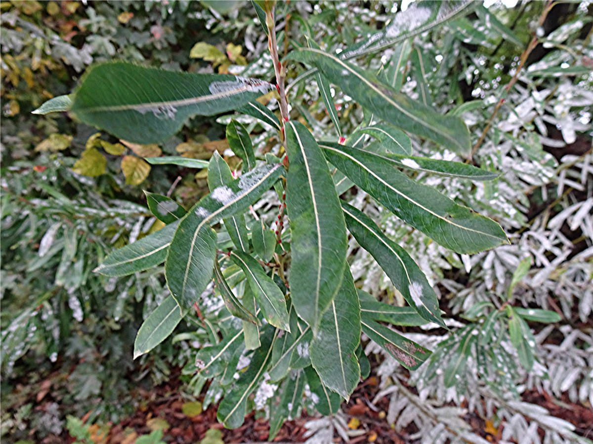 DSC02120 Ausschnitt, Schärfe.JPG