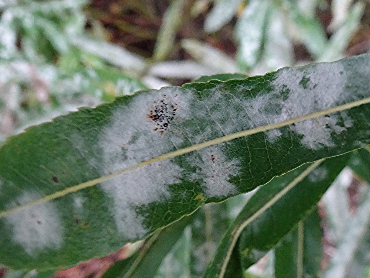 DSC02122 Ausschnitt, Schärfe.JPG