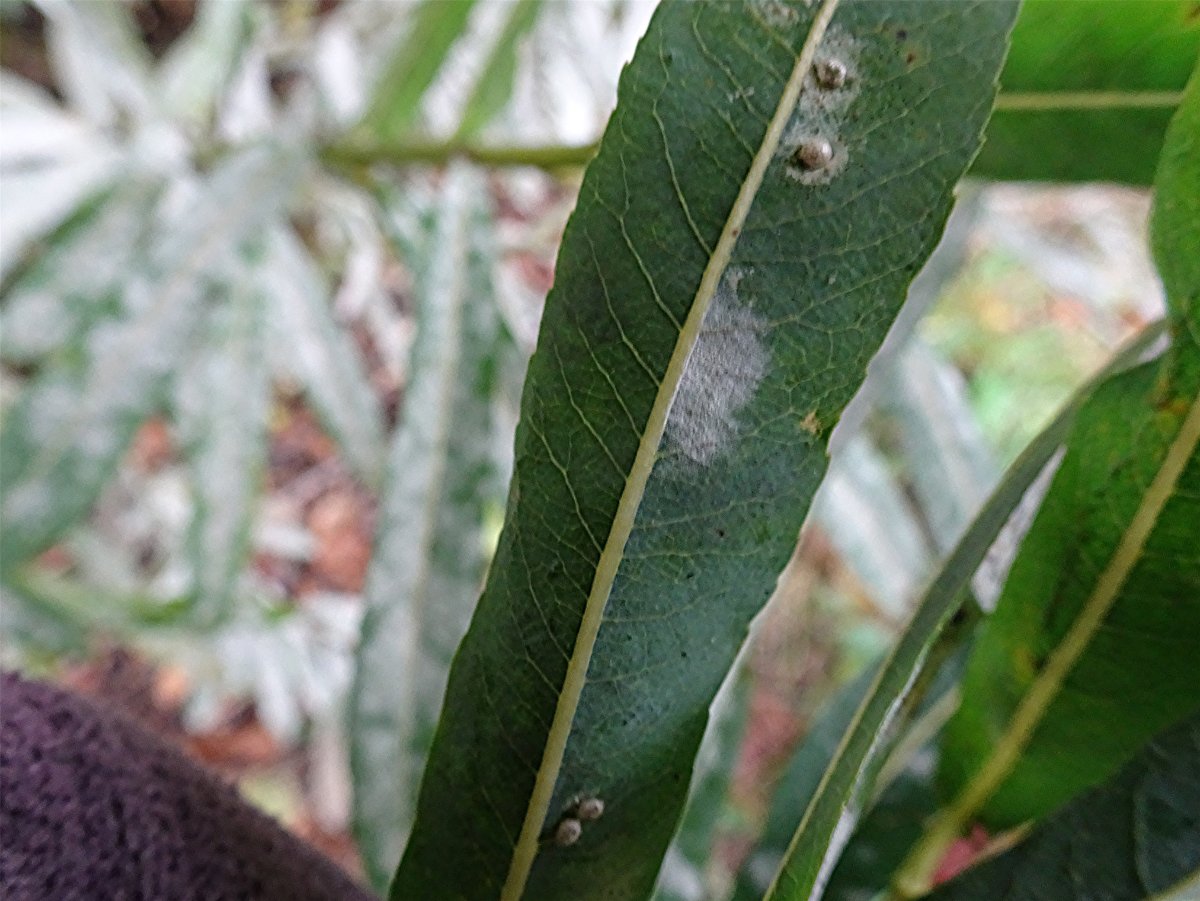 DSC02123 mit Galle, Ausschnitt, Schärfe.JPG