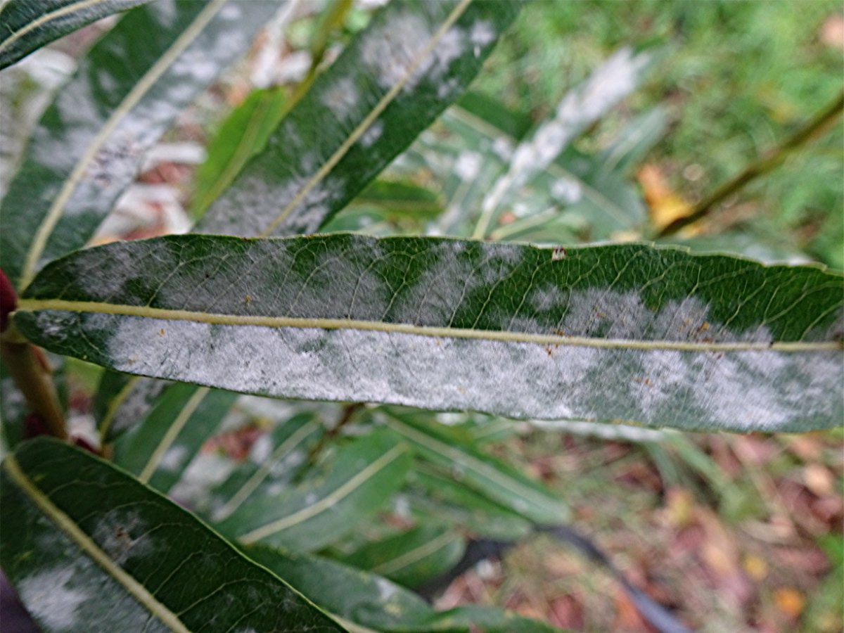 DSC02124 Schärfe.JPG