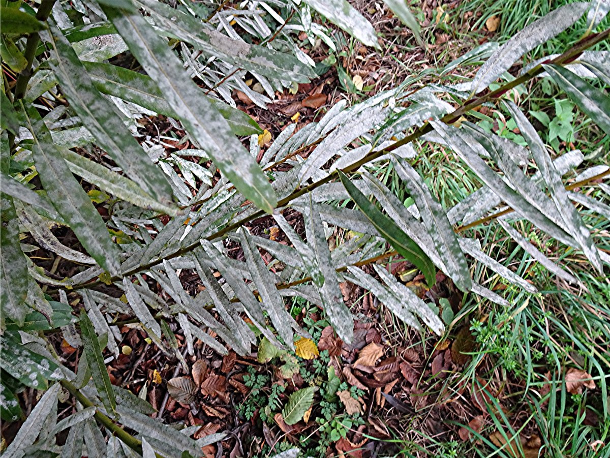 DSC02125 Ausschnitt, Schärfe.JPG