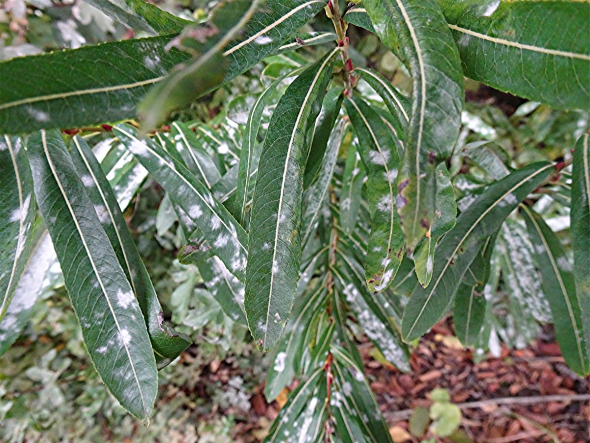 DSC02121 Schärfe.JPG