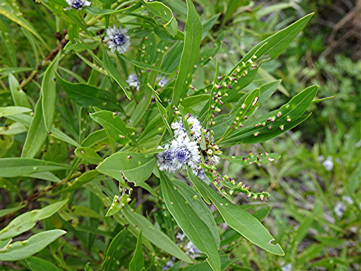 DSC01057 Weidenartige Kugelblume, Globularia salicina, Schärfe.JPG