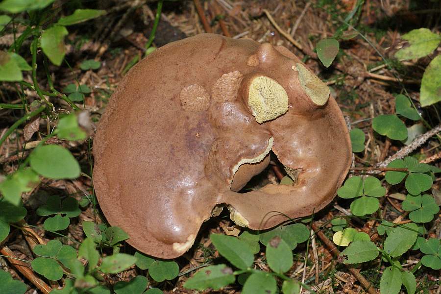 2008-09-12 #7449-w Marone Missbildung.JPG