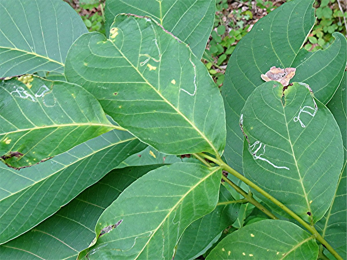 DSC03112 Ausschnitt, Schärfe.JPG