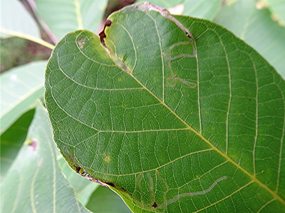 DSC03113 Ausschnitt, Schärfe.JPG