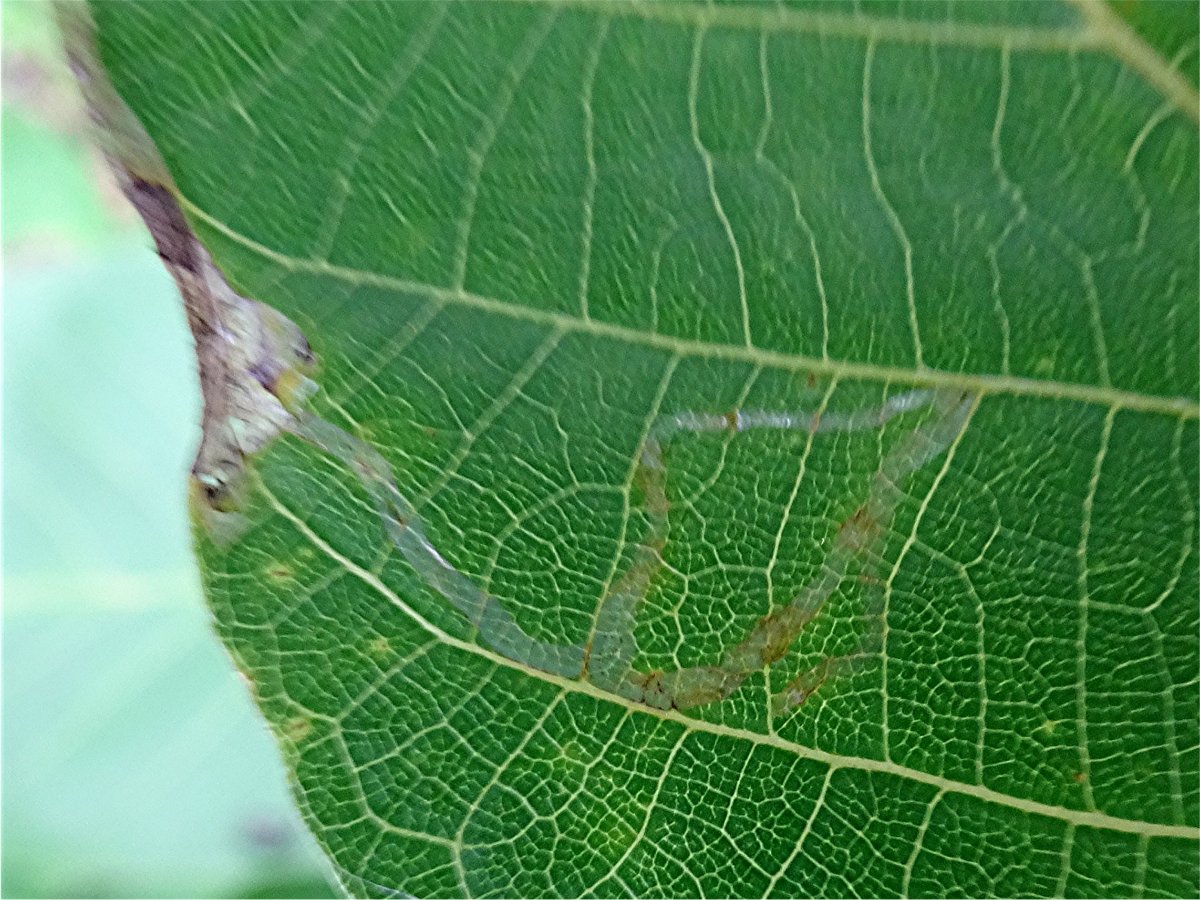 DSC03114 Ausschnitt, Schärfe.JPG