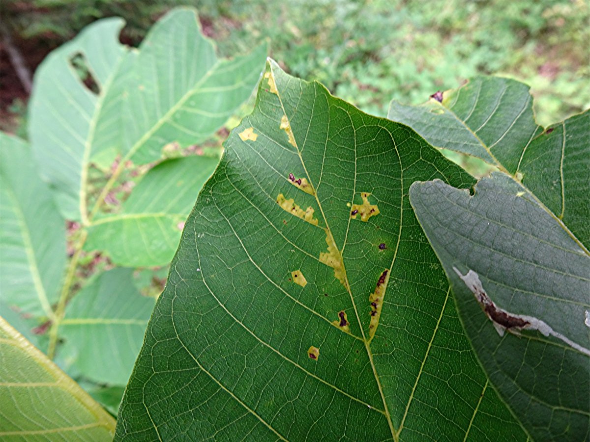 DSC03115 Schärfe.JPG