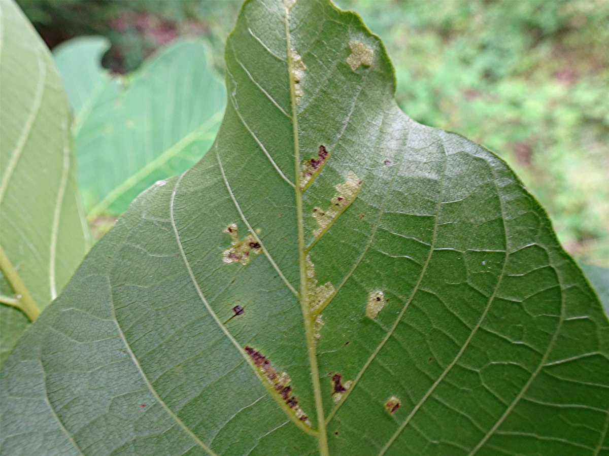 DSC03116 Auschnitt, Schärfe.JPG