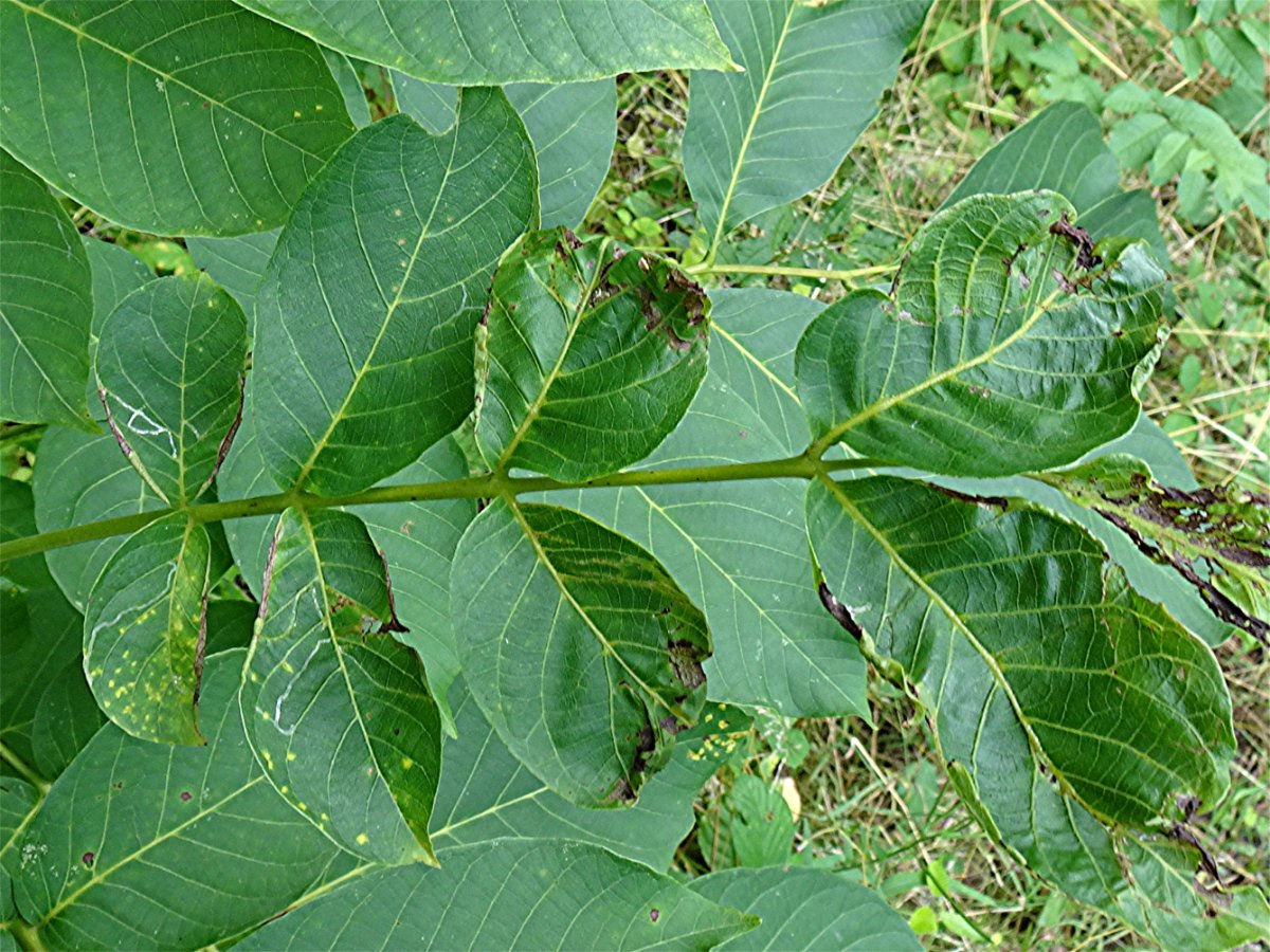 DSC03117 Ausschnitt, Schärfe.JPG