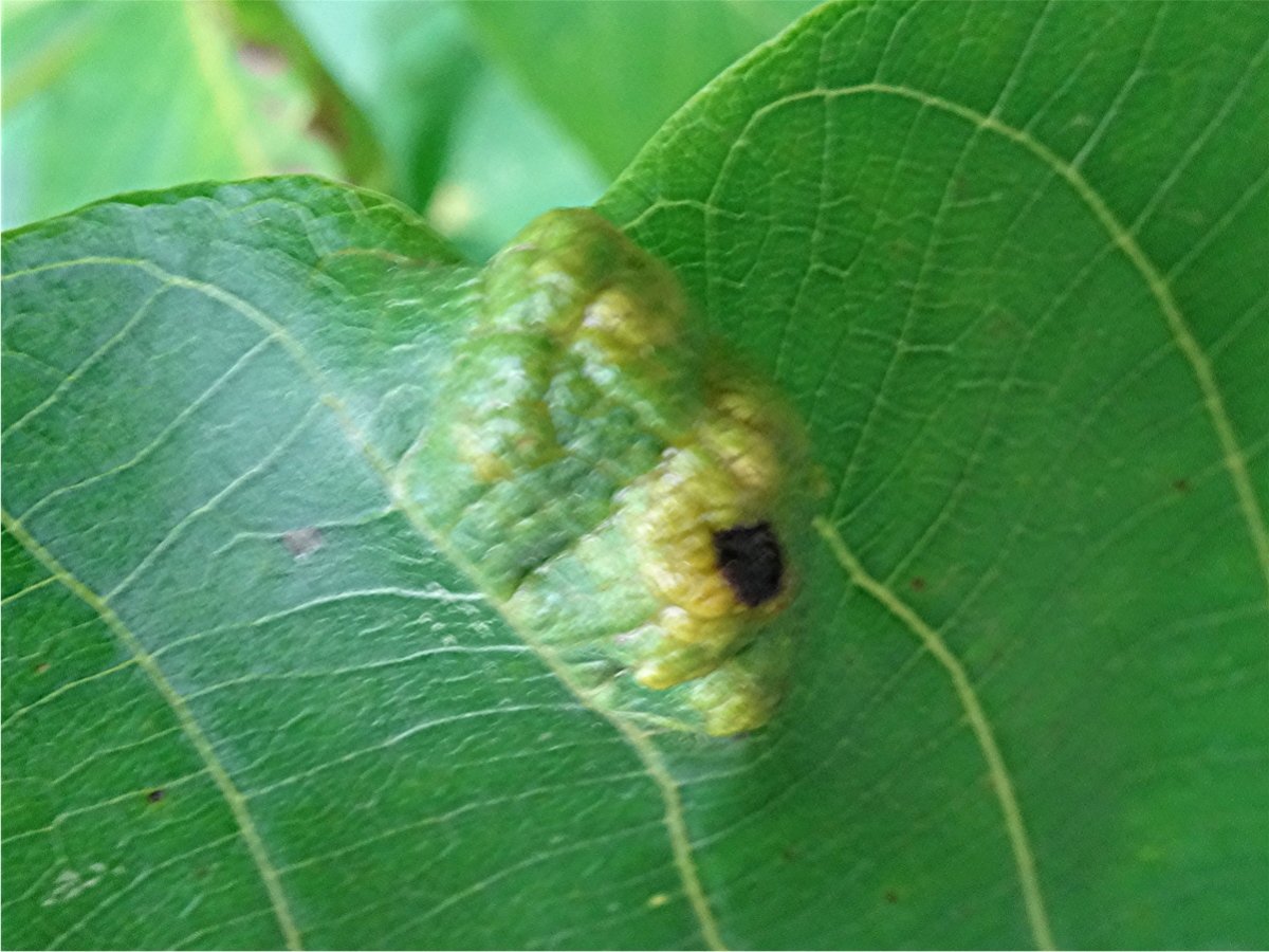 DSC03118 Ausschnitt, Schärfe.JPG