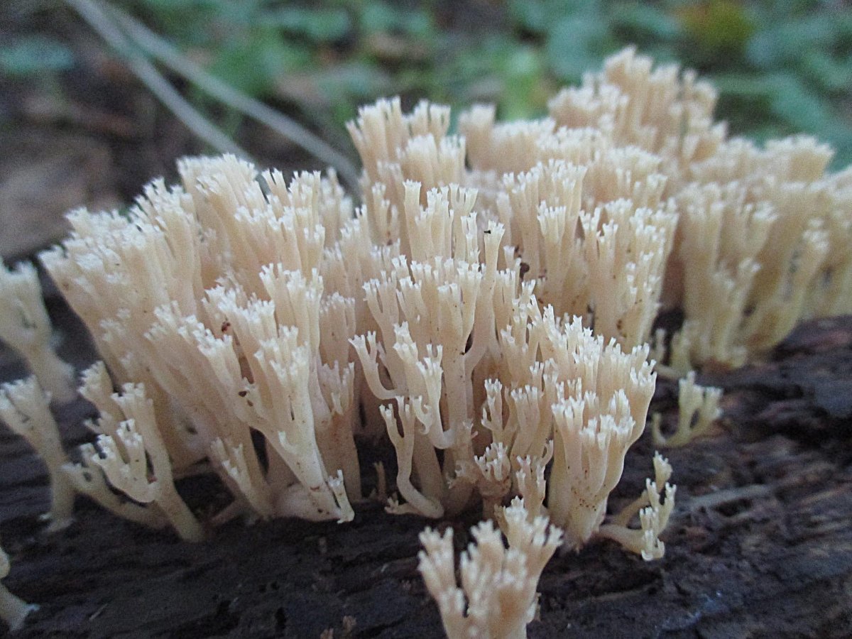 Artomyces pyxidatus - Becherkoralle.jpg
