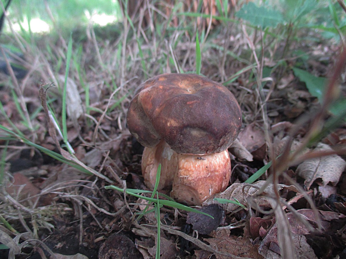 Boletus aereus - Bronzeröhrling.jpg