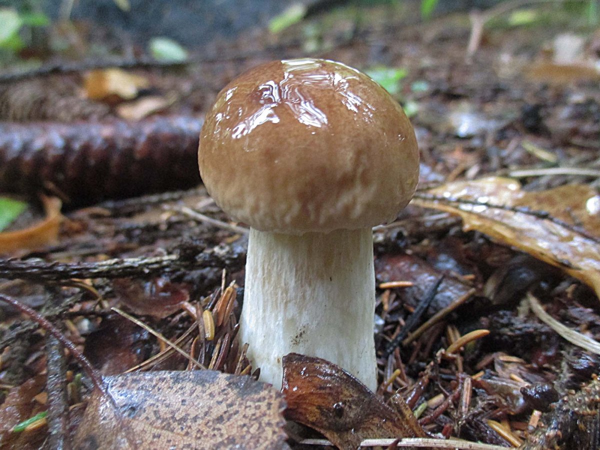 Boletus edulis - Steinpilz.jpg