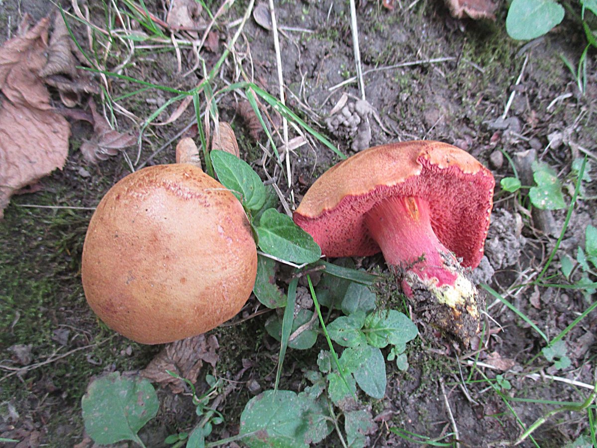 Chalciporus rubinus - Rubinroter Zwergröhrling.jpg