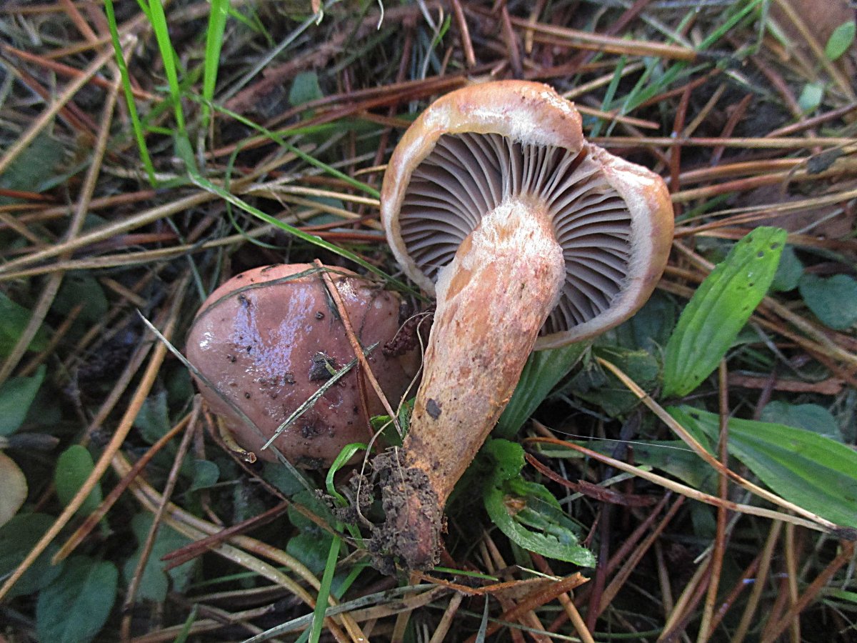 Chroogomphus rutilus agg. - Kupferroter Gelbfuß.jpg