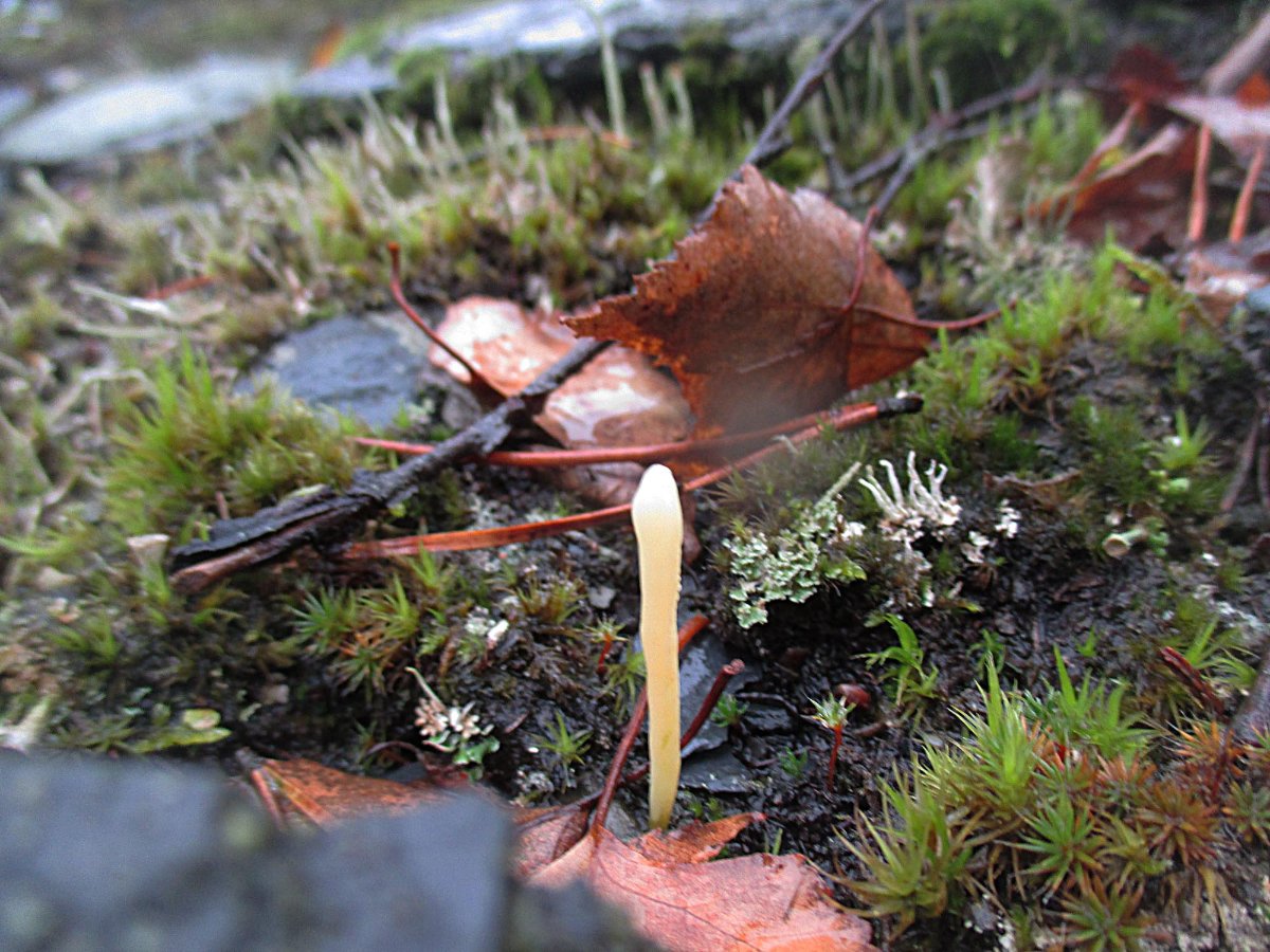Clavaria argillacea - Heidekeule1.jpg