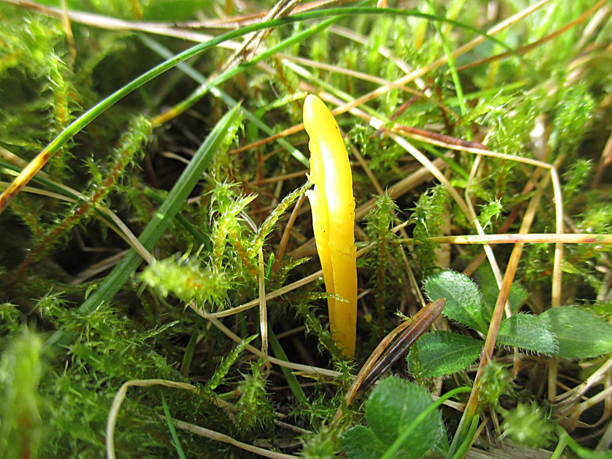 Clavulinopsis helvola - Goldgelbe Wiesenkeule.jpg