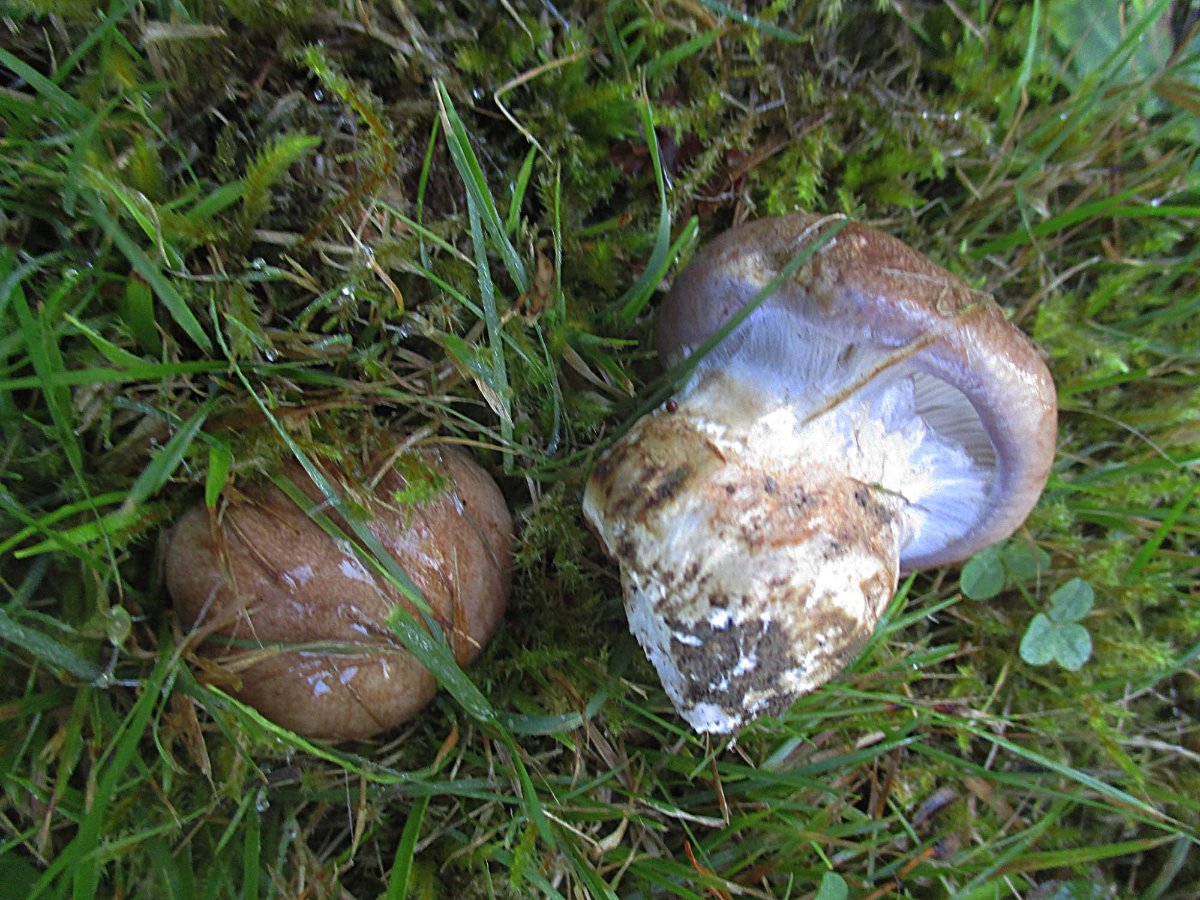 Cortinarius balteatocumatilis - Braunvioletter Schleimkopf.jpg