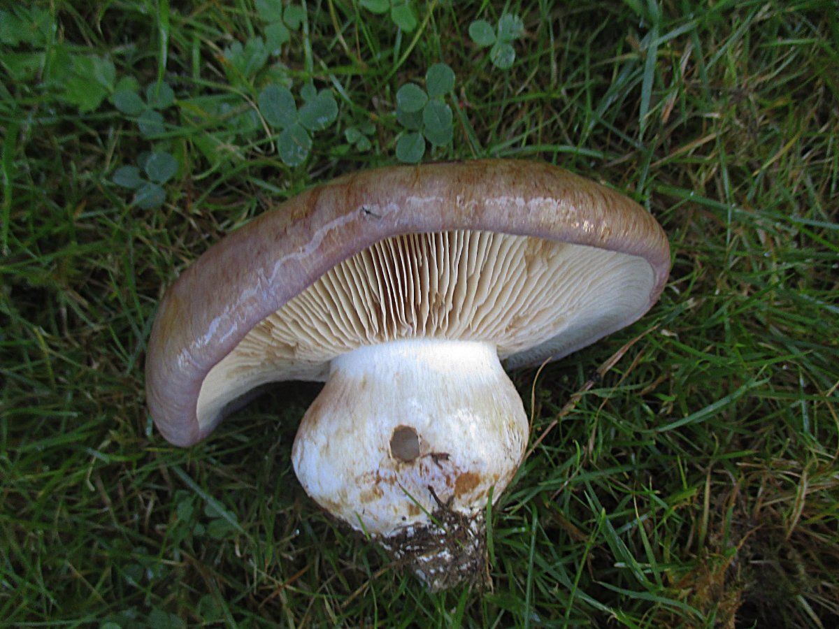 Cortinarius balteatocumatilis - Braunvioletter Schleimkopf1.jpg