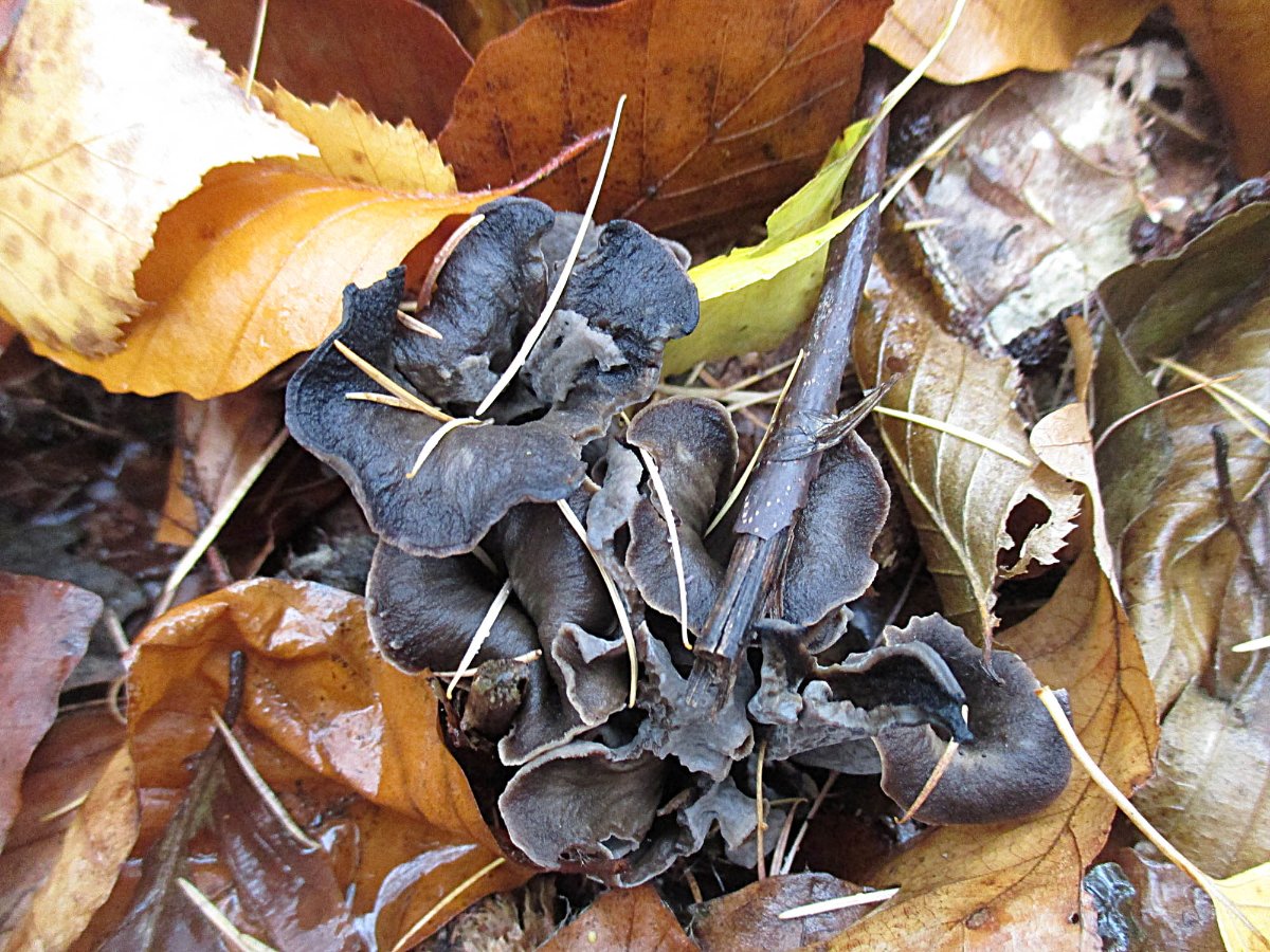 Craterellus cornucopioides - Herbsttrompete.jpg