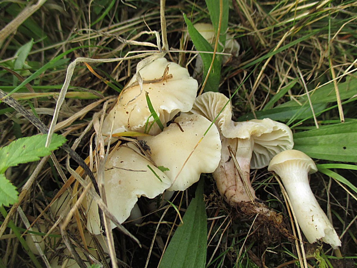 Cuphophyllus berkeleyi - Weißer Wiesenellerling.jpg