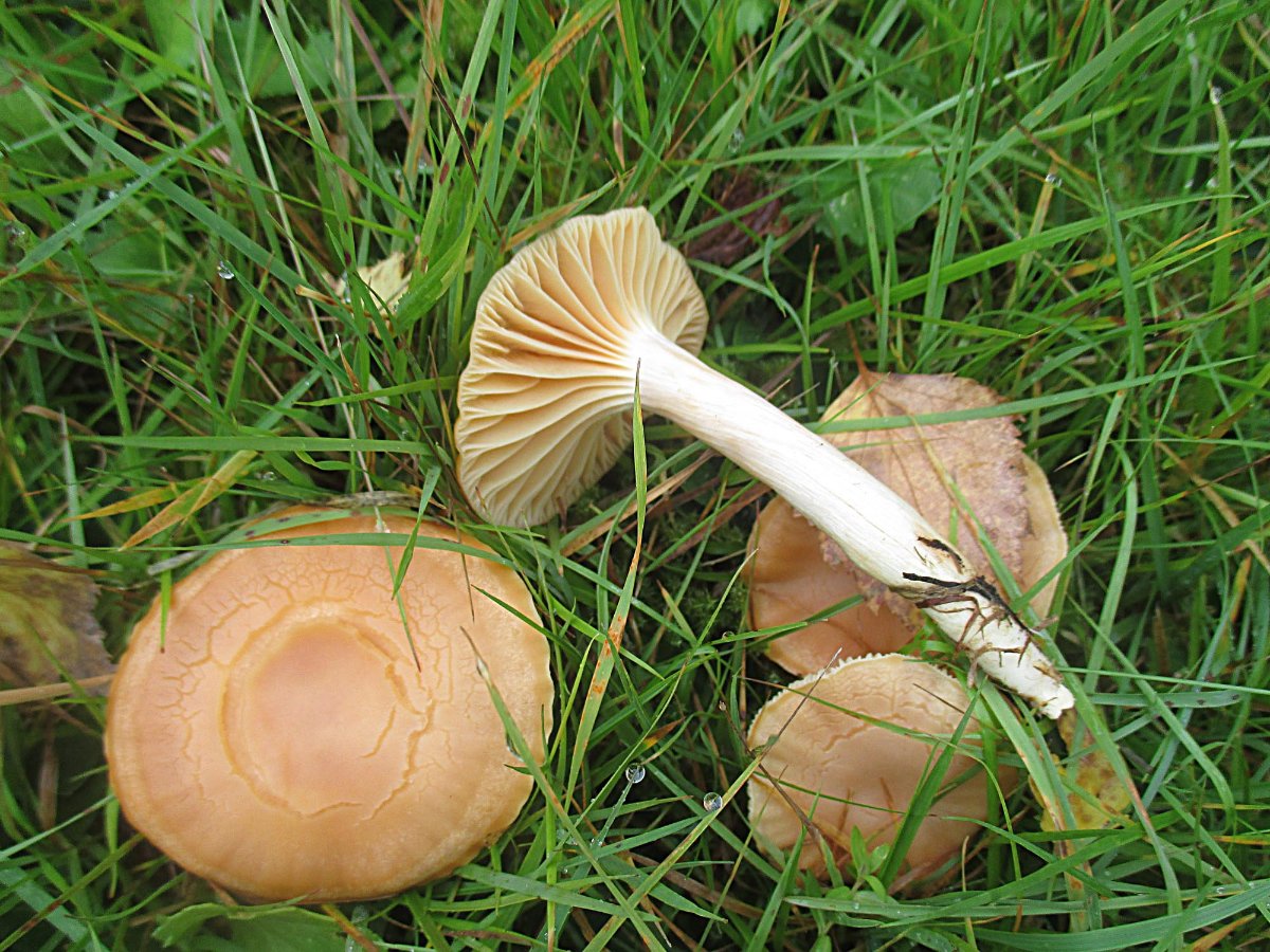 Cuphophyllus pratensis - Orange-Ellerling.jpg