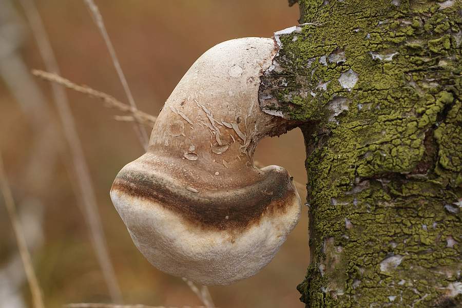 2008-10-18 #8917-w Birkenporling Missbildung.jpg