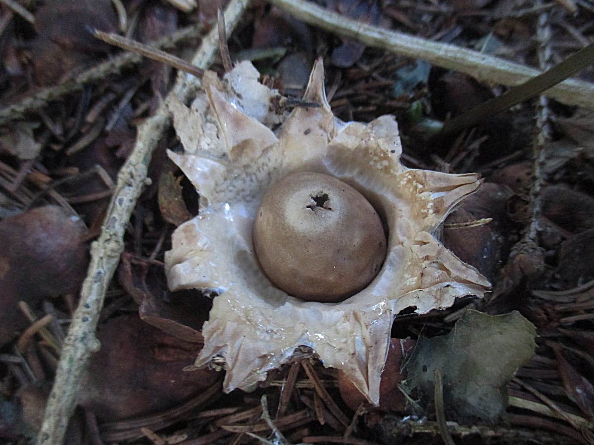 Geastrum fimbriatum - Gewimperter Erdstern.jpg