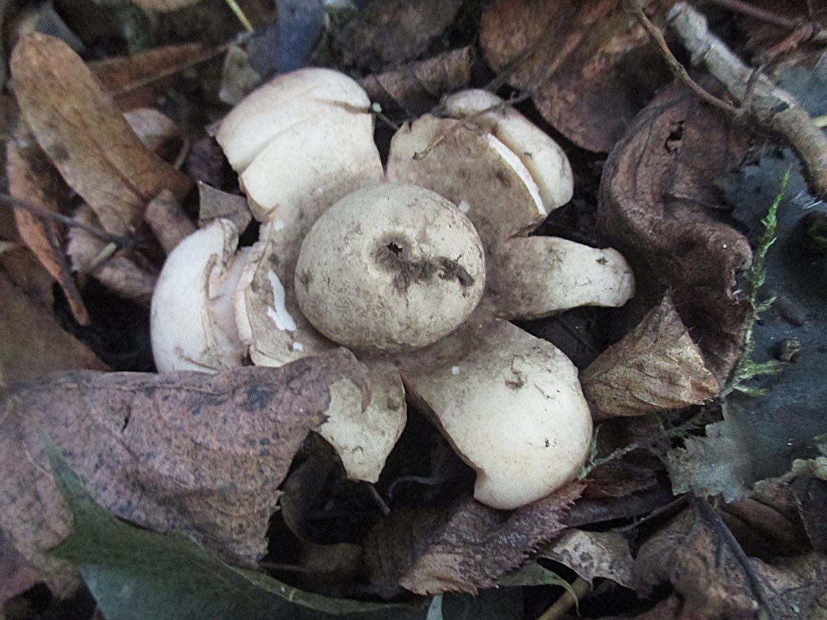 Geastrum michelianum - Halskrausen-Erdstern.jpg