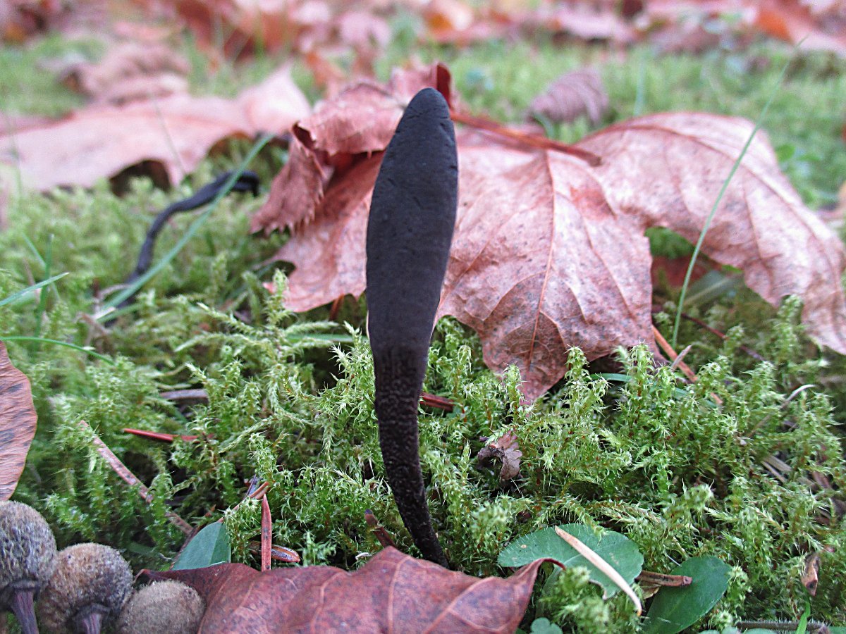 Geoglossum fallax - Schuppige Erdzunge.jpg