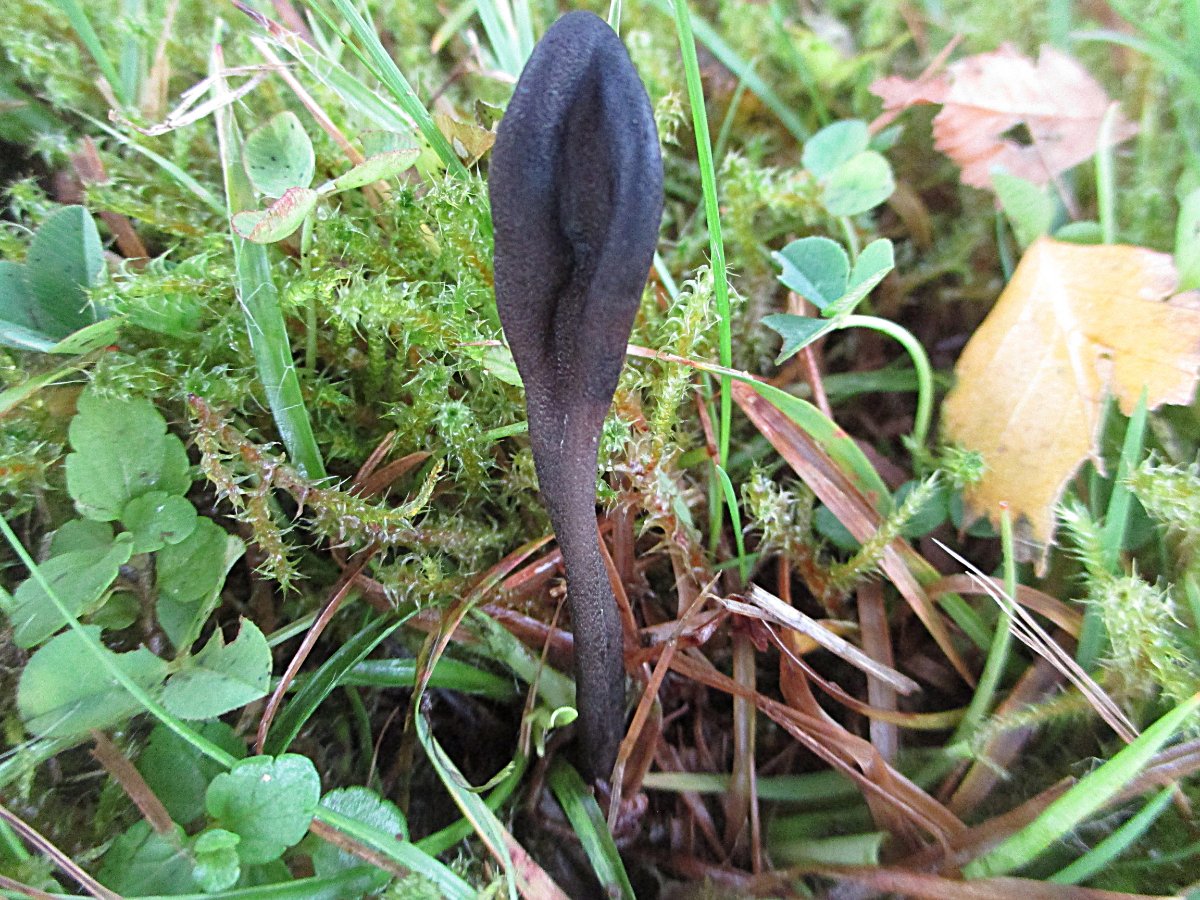 Geoglossum umbratile - Schwarze Erdzunge vielleicht.jpg