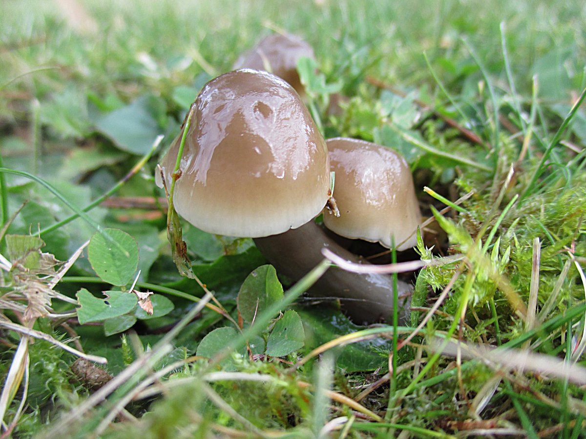 Gliophorus irrigata - Grauer Saftling.jpg