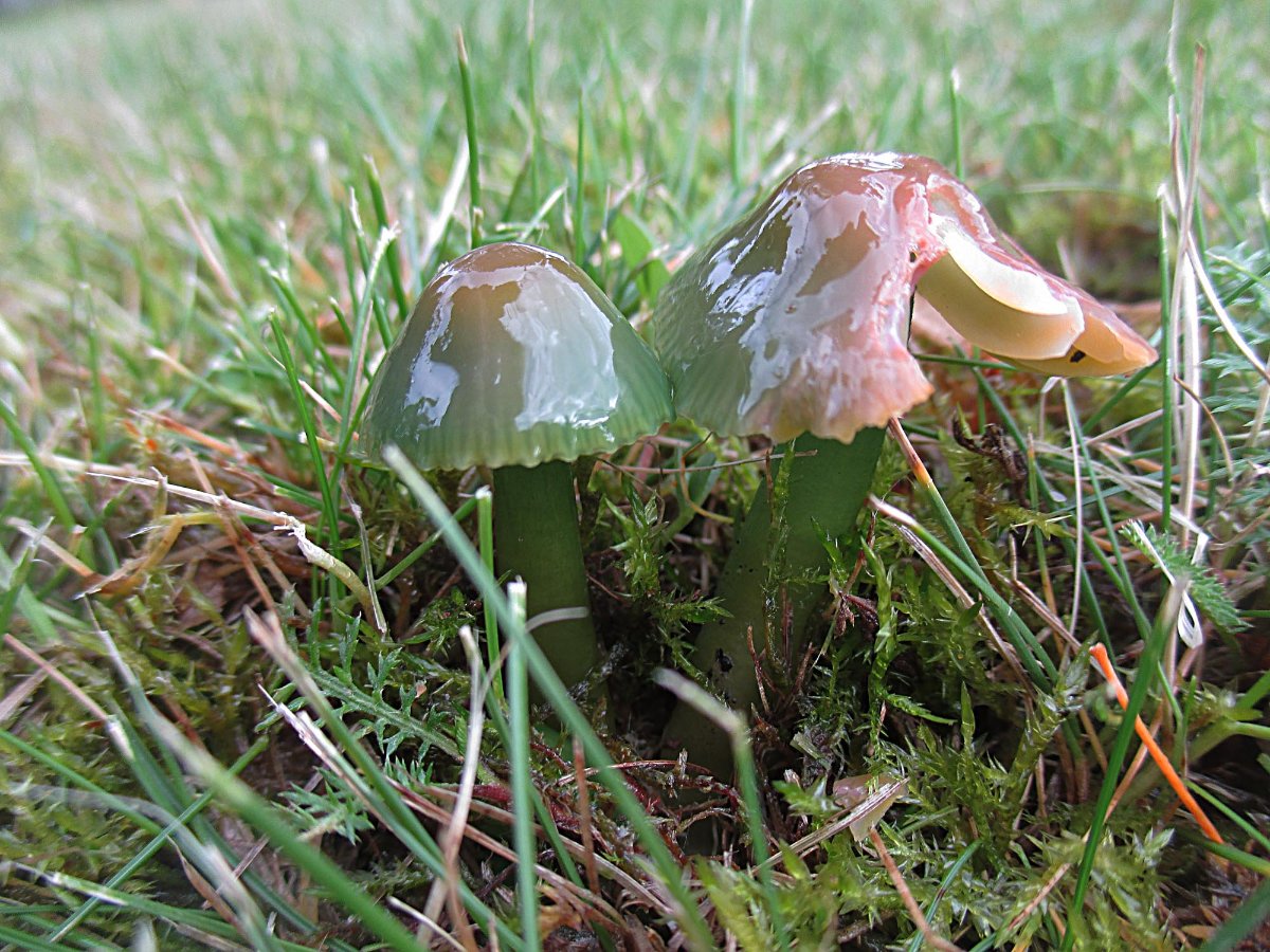 Gliophorus psittacinus - Papageiensaftling.jpg