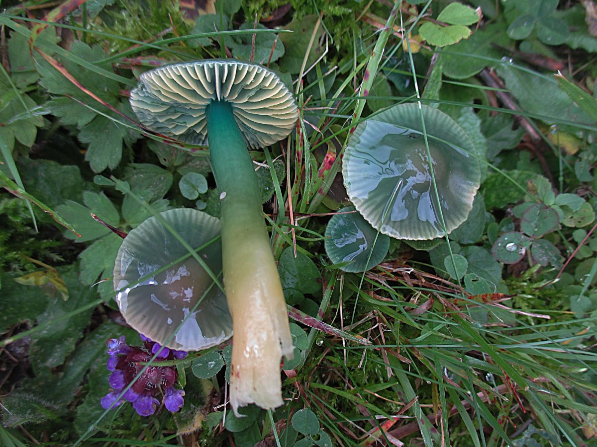 Gliophorus psittacinus - Papageiensaftling1.jpg