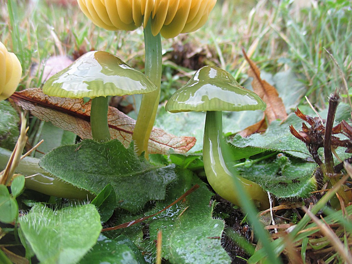 Gliophorus psittacinus - Papageiensaftling3.jpg