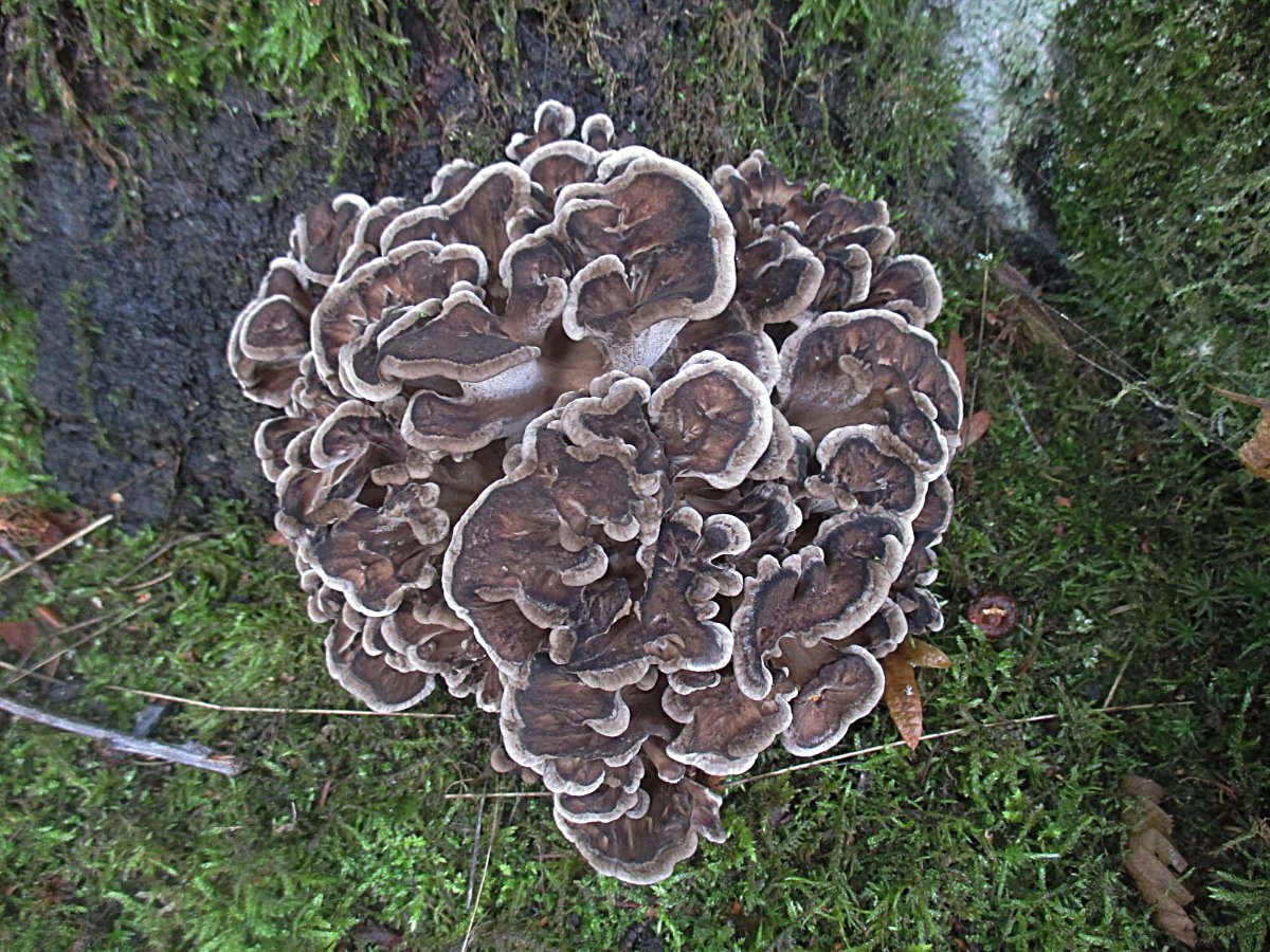 Grifola frondosa - Klapperschwamm.jpg