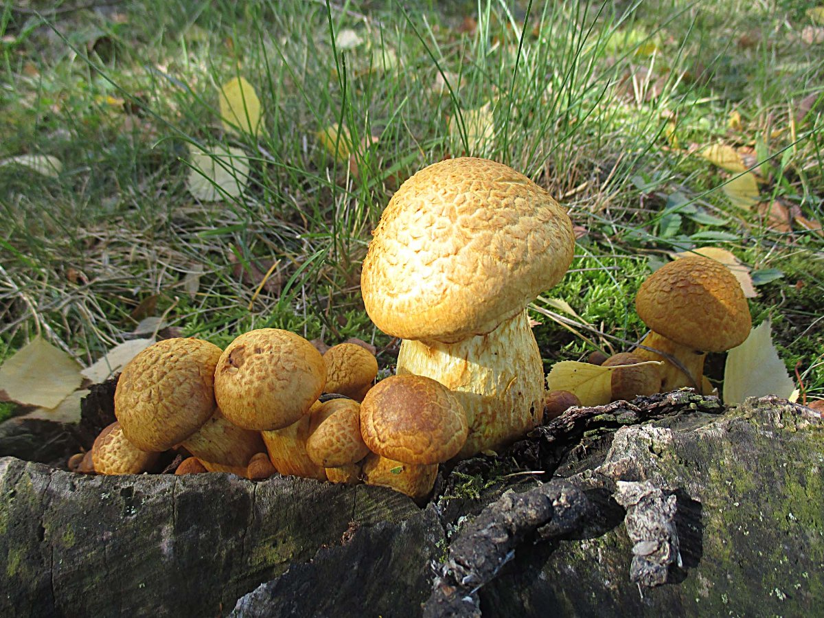 Gymnopilus junonius - Beringter Flämmling.jpg
